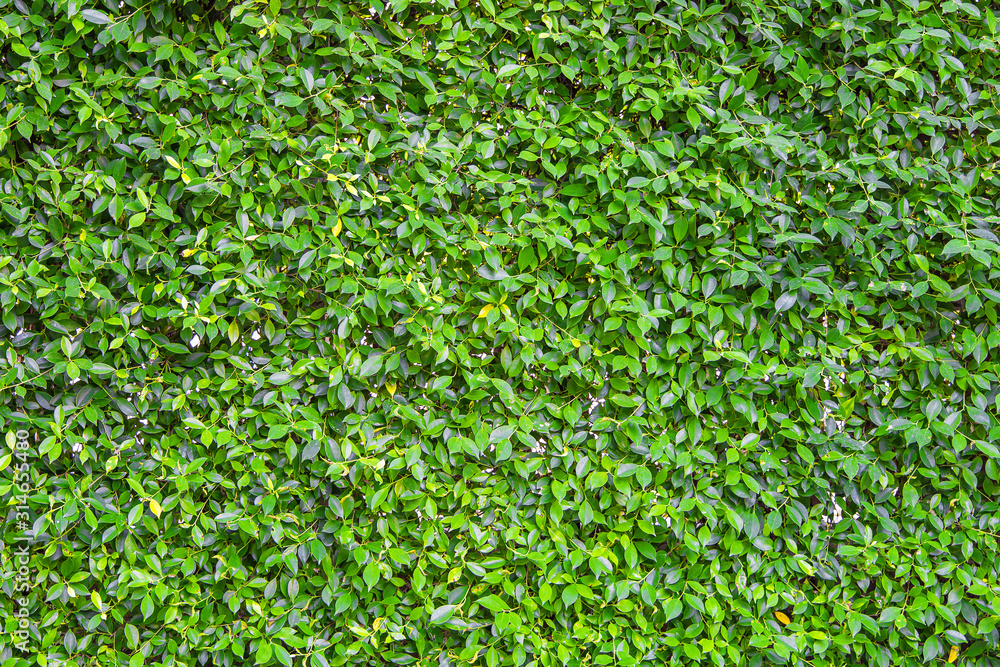 Green leaves wall of texture and background. Green leaves wall of texture and background.