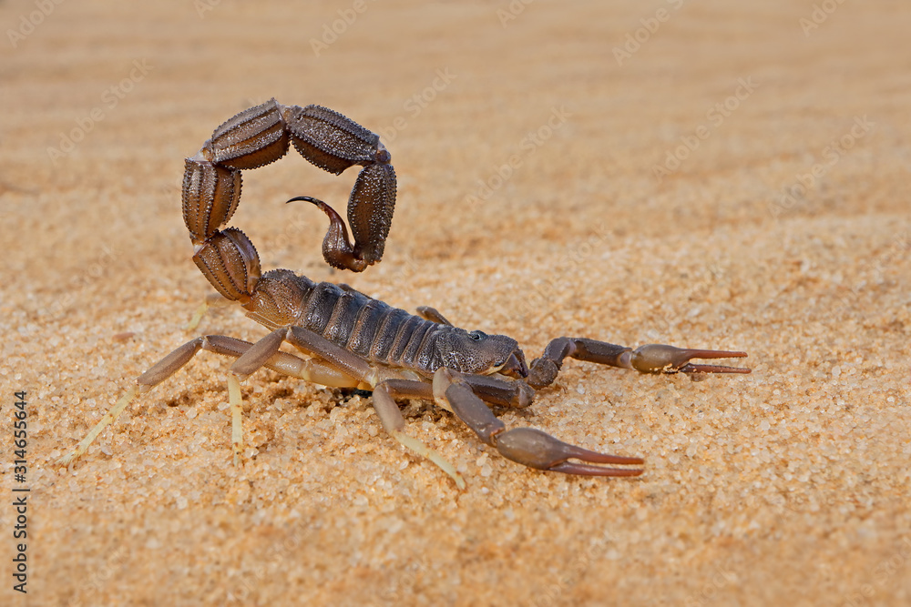 Granulated thick-tailed scorpion (Parabuthus granulatus), Kalahari desert, South Africa . Granulated thick-tailed scorpion (Parabuthus granulatus), Kalahari desert, South Africa .
