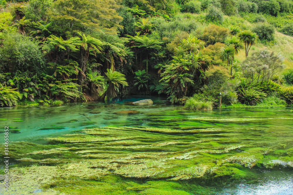 Beautiful scenery at Blue Spring in Putaruru between Hamilton and Rotorua, North Island, New Zealand