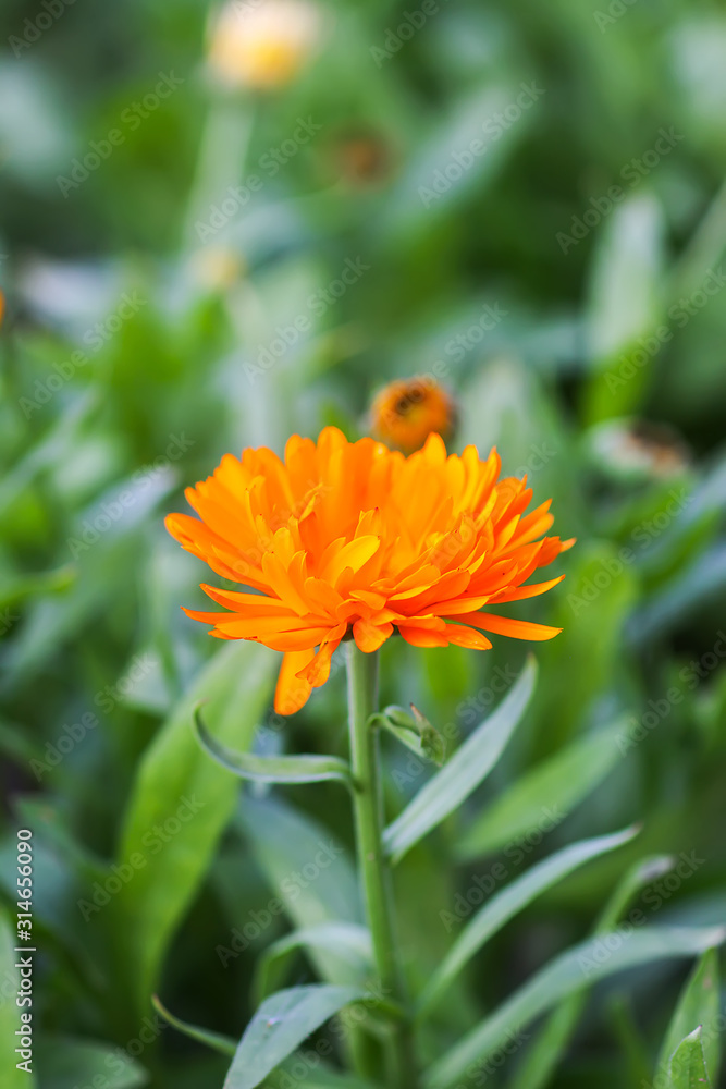 Calendula flower. Calendula officinalis plant. Calendula flower. Calendula officinalis plant.