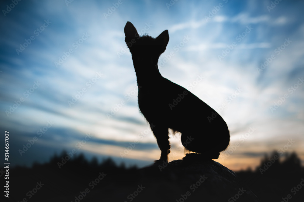 Crossbreed puppy - sunset