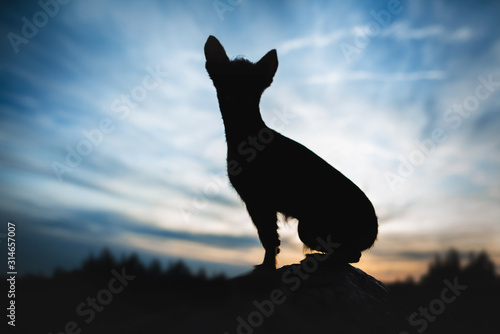 Crossbreed puppy - sunset