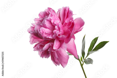 Fototapeta Naklejka Na Ścianę i Meble -  Bright pink peony flower isolated on white background.