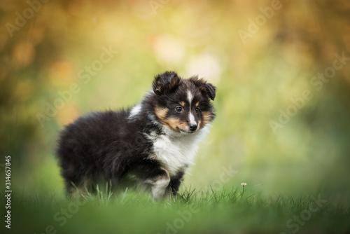 Sheltie puppy - in garden © Kateřina Zajíčková