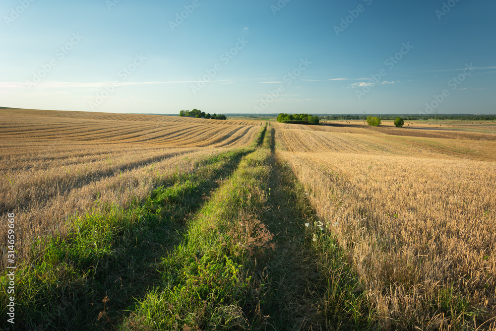 Dirt road through fields on hills, horizon and sky