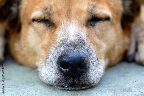 The sleeping dog's nose has a runny nose.