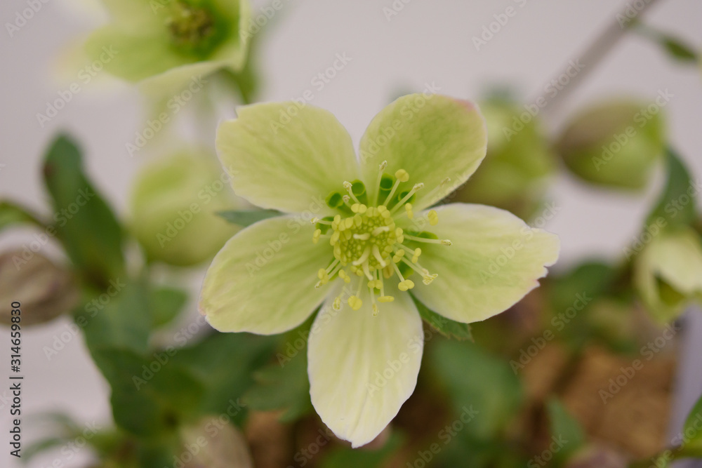 Obraz premium クリスマスローズ