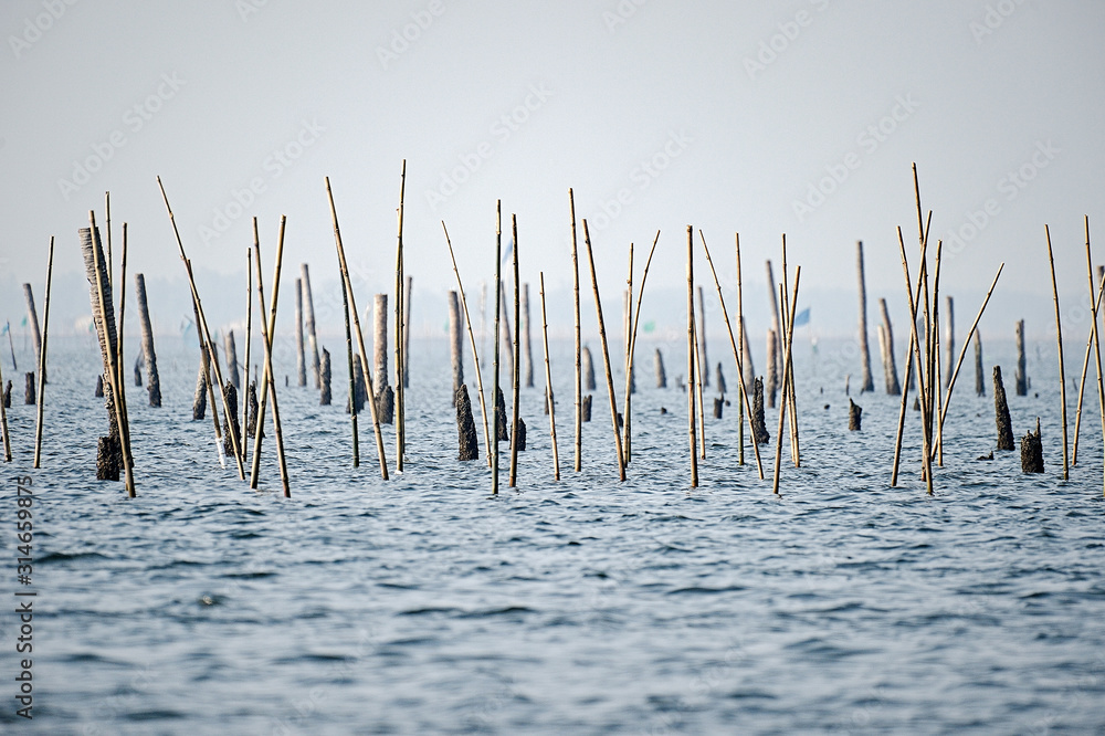 Bamboo embroidered in the sea for shellfish raising Bamboo embroidered in the sea for shellfish raising
