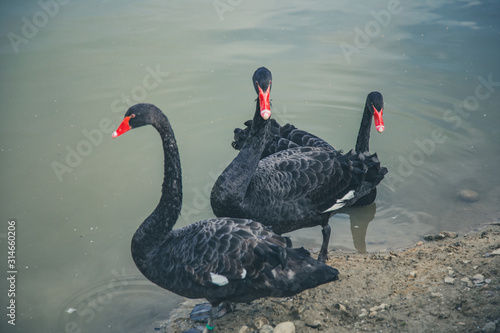 Cygnus atratus czarne łabędzie