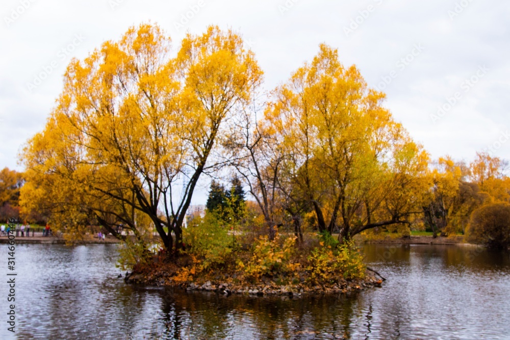 Fototapeta premium autumn, track, tree, leaves, walk