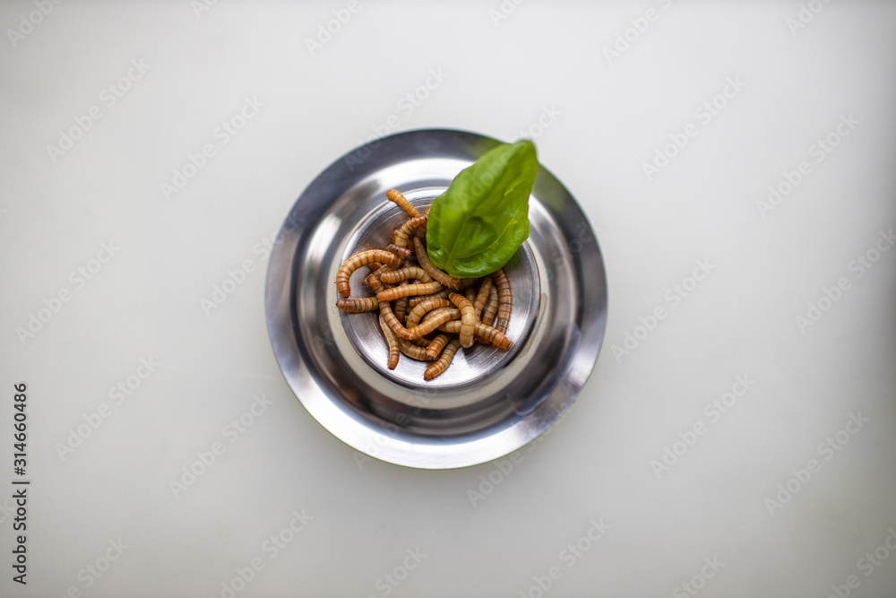 Mehlwürmer als Delikatesse serviert mit einem Blatt Basilikum - Mealworms as a delicacy served with a leaf of basil
