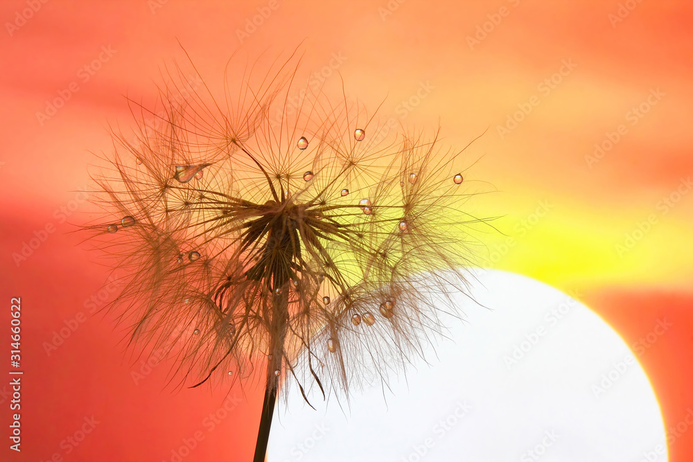 dandelion with drops of water against the sky and the setting sun