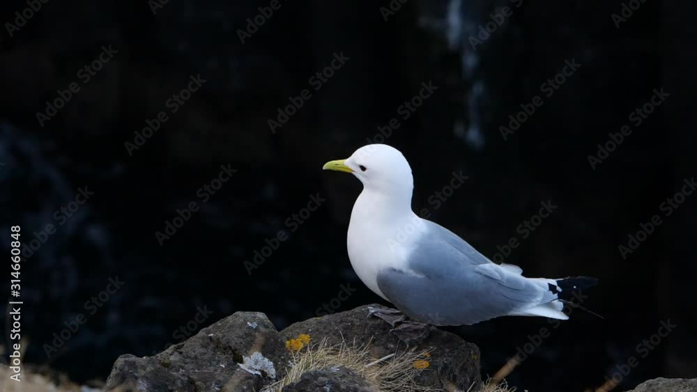 A Seagull sits on a ocean rock. Close up Slow Motion in Iceland A Seagull sits on a ocean rock. Close up Slow Motion in Iceland