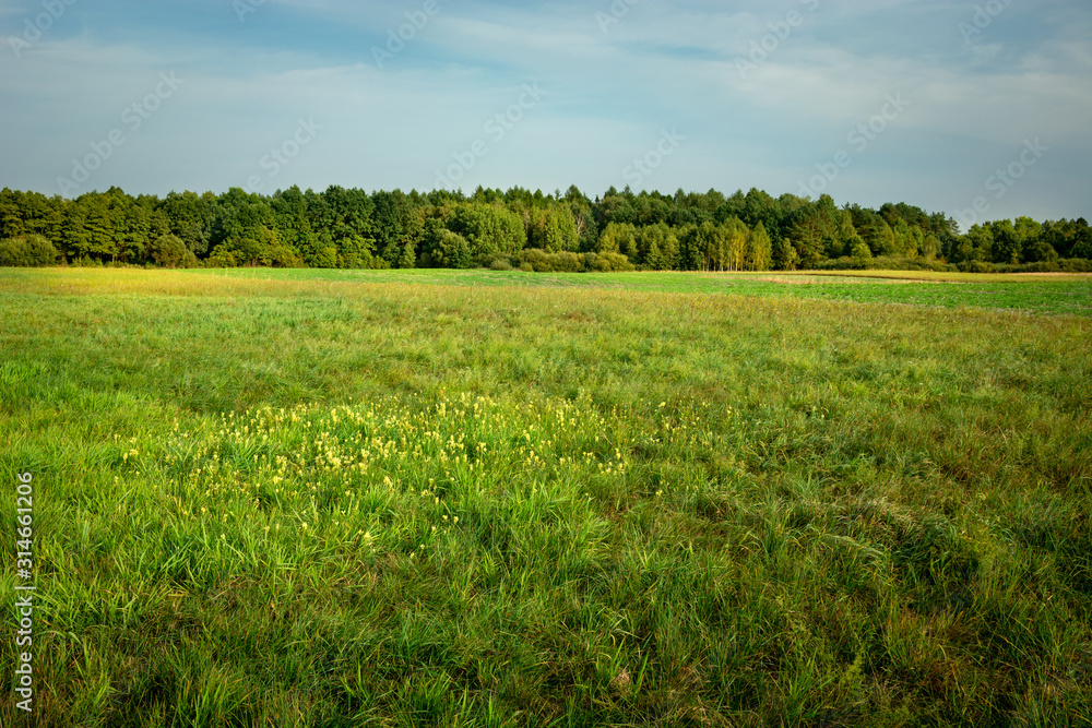 Obraz premium Big green meadow, forest on the horizon and blue sky