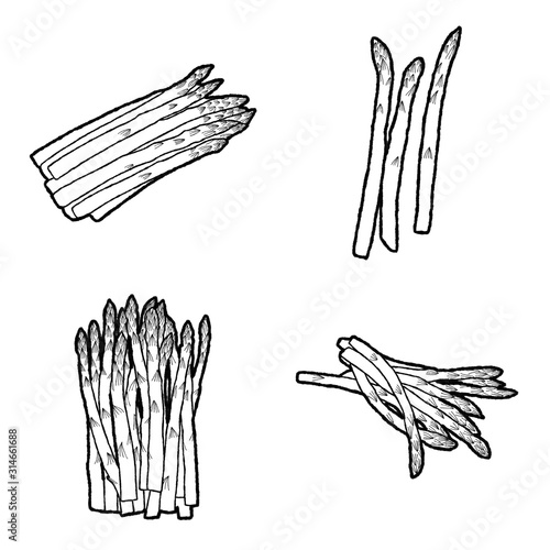 Asparagus Vector Illustration Hand Drawn Vegetable Cartoon Art