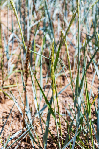 natural background with a green spike on a blurred background of earth and grass ears