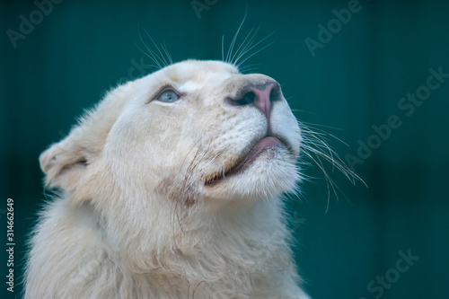 the white lion looks very carefully up © photosaint