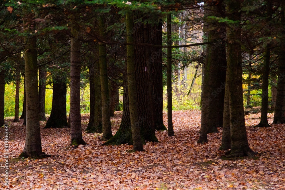 Fototapeta premium autumn, track, tree, leaves, walk