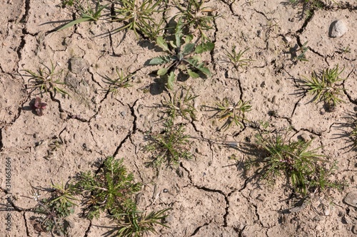 Dry cracked soil with small plants
