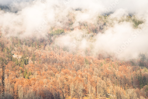 Top view of the Autumn forest