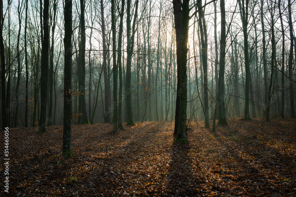 Fototapeta premium The sun behind a tree in a misty forest and fallen leaves, view in december day