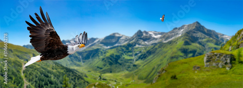 Zwei Adler fliegen in großer Höhe mit ausgebreiteten Flügeln an einem sonnigen Tag in den Bergen.