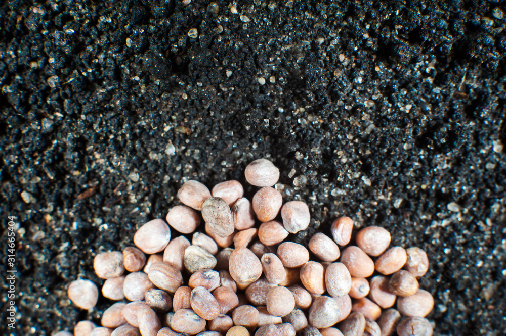 A lot of seeds lie on the ground close-up, top view, copy space A lot of seeds lie on the ground close-up, top view, copy space