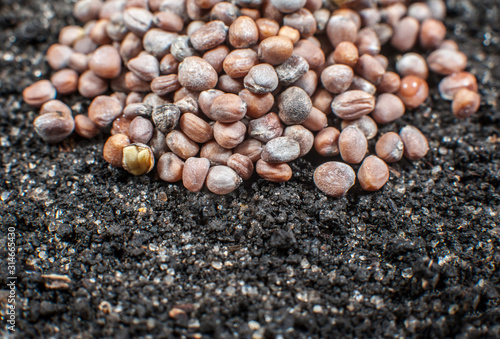 A lot of seeds lie on the ground close-up, copy space