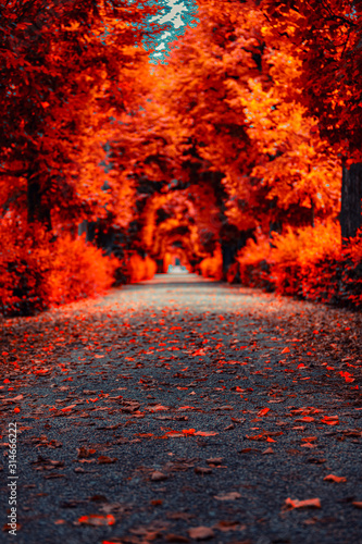 colorful autumn tree alley 