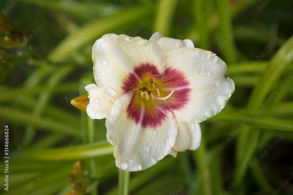 Fototapeta premium Close up of day lily flower with water drops after rain