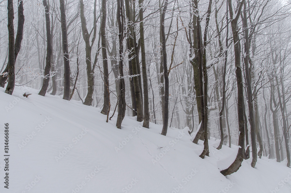 Bieszczady las zima 