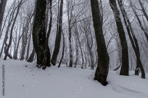 Fototapeta Naklejka Na Ścianę i Meble -  Zimowy las Bieszczady  połonina wetlińska mgła