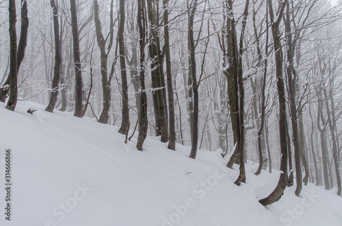 Bieszczady las zima  © wedrownik52