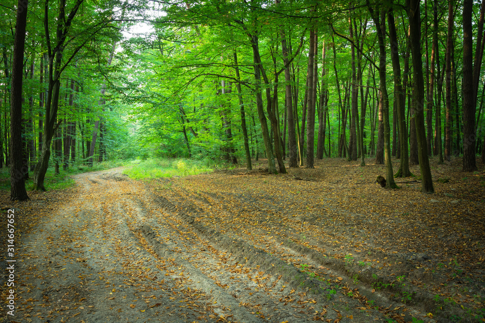 Fototapeta premium Dry leaves lying on a sandy path through a green forest in Zarzecze, Poland