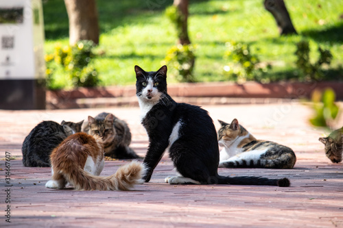 Photography Wild cats in Cat Sanat Parki , cat park in Istanbul, Turkey