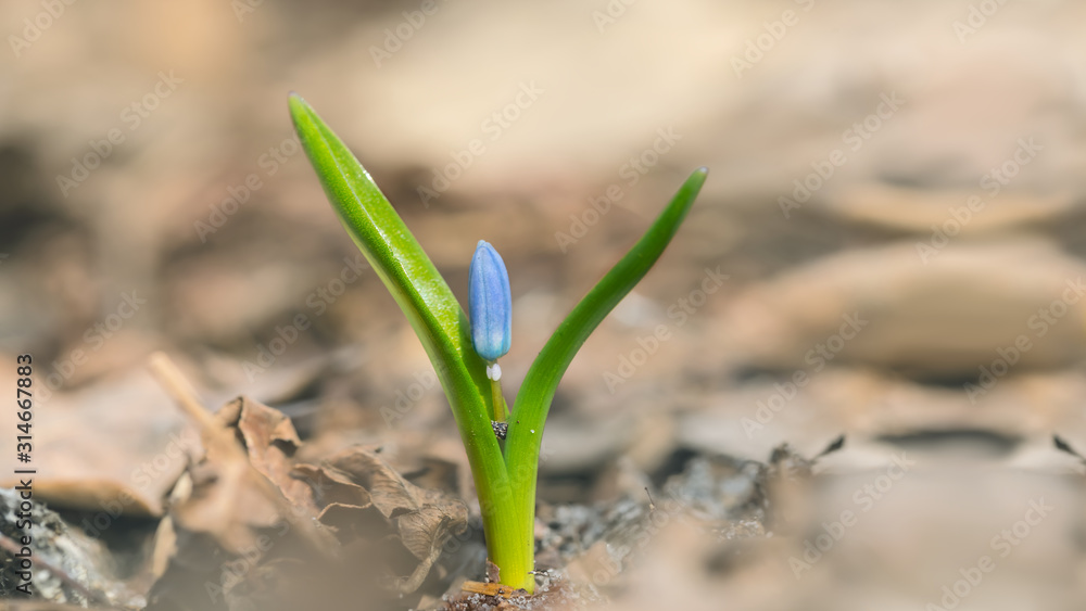 closeup beautiful blue spring snowdrop flowers in a forest, spring outdoor background, Galanthus closeup beautiful blue spring snowdrop flowers in a forest, spring outdoor background, Galanthus