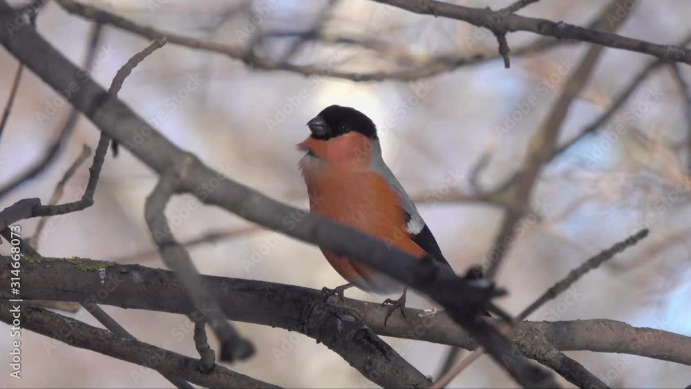 Bullfinch, Common Bullfinch or Eurasian Bullfinch (Pyrrhula pyrrhula) male sits on a branch and whistles Bullfinch, Common Bullfinch or Eurasian Bullfinch (Pyrrhula pyrrhula) male sits on a branch and whistles