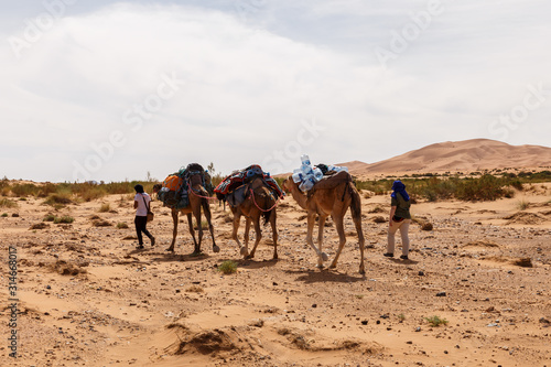 Camels caravan in the sahara desert  camel caravan in sand dunes  Morocco