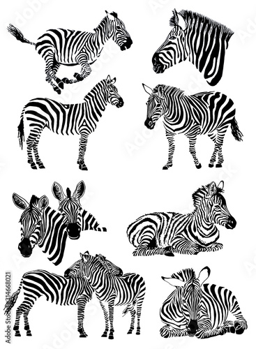 Graphical set of zebras isolated on white background  jpg illustration