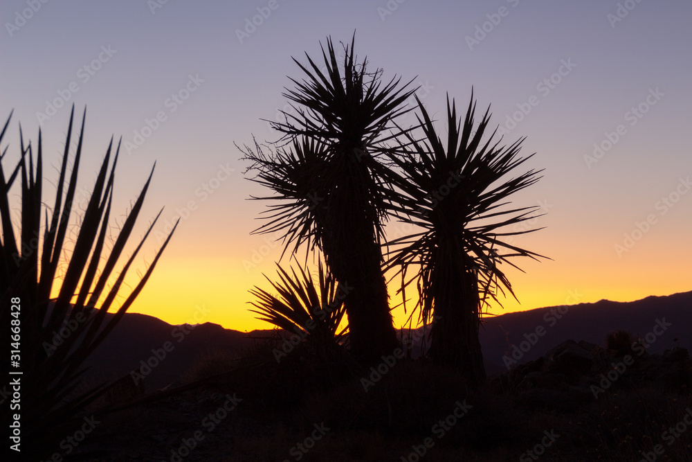 Obraz premium Mojave yucca plant silhuette in the desert with evening sky after sunset in the backround at Joshua Tree National Park, California USA