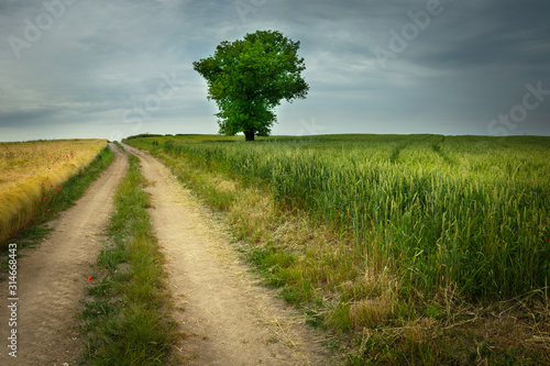 Dirt road through fields and a lonely tree to the horizon in Staw  Poland