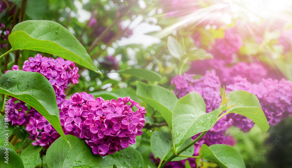 Spring branch of violet lilac blossoming. Fresh beautiful flowers tree. Spring branch of violet lilac blossoming. Fresh beautiful flowers tree.