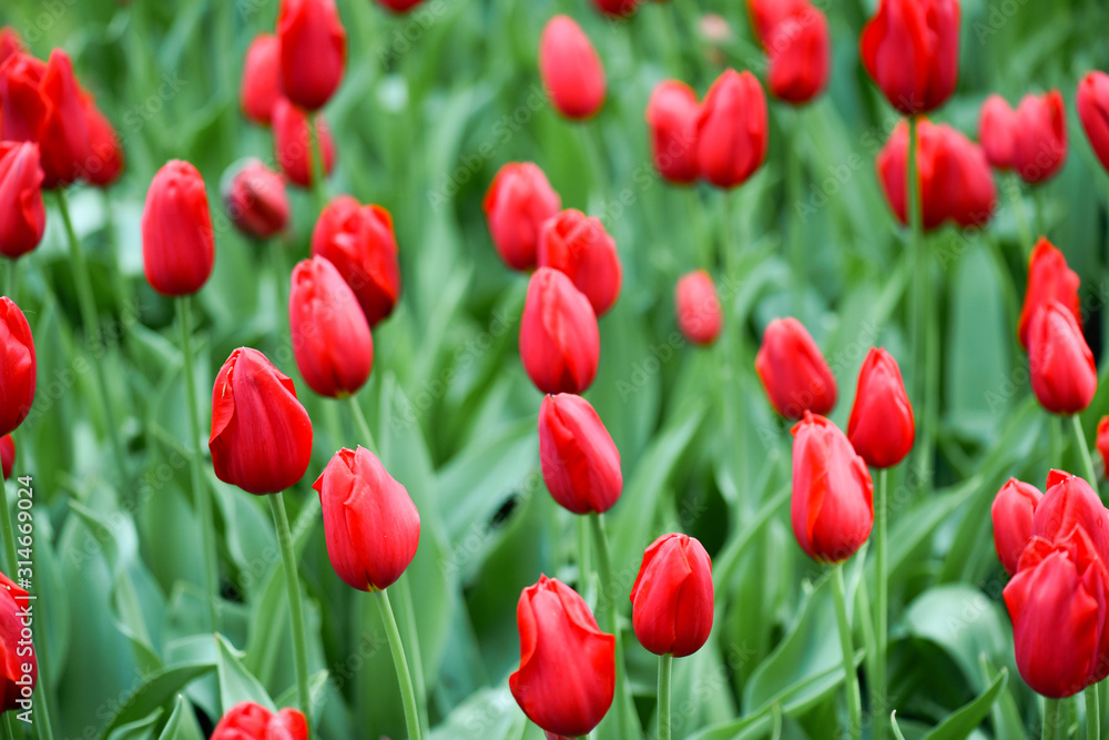 Red tulip plant flowers in beautiful garden. Many blossom tulips in top view.