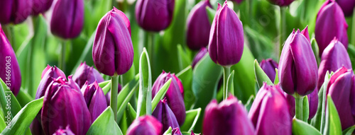 Violet tulips in amazing spring garden detail. Panorama or banner concept.