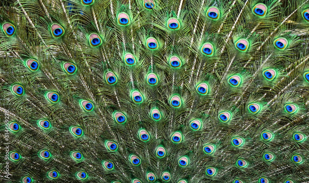 Obraz premium Peacocks pattern or texture. Colorful and Artistic peacock feathers banner or panorama..