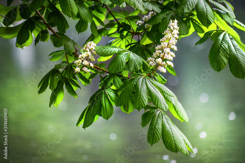 Blossoming chestnut tree in spring detail. Beautiful green twig or leaves and flowers with blur bokeh background. photo
