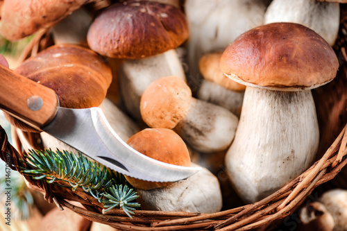 Mushroom Boletus in wooden wicker basket with knife. Autumn Cep Mushrooms. Boletus edulis over Wood Background, close up on rustic table. Cooking delicious organic food mushroom.