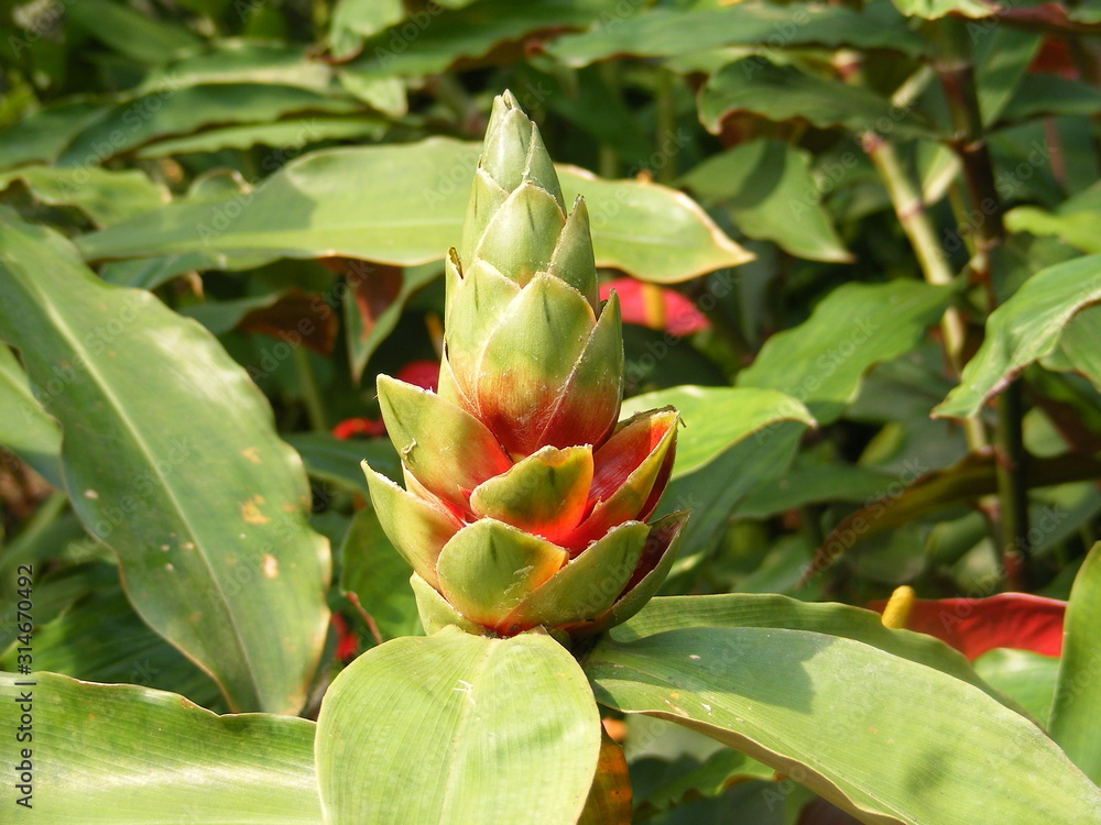Leafy plant with red colouring Leafy plant with red colouring