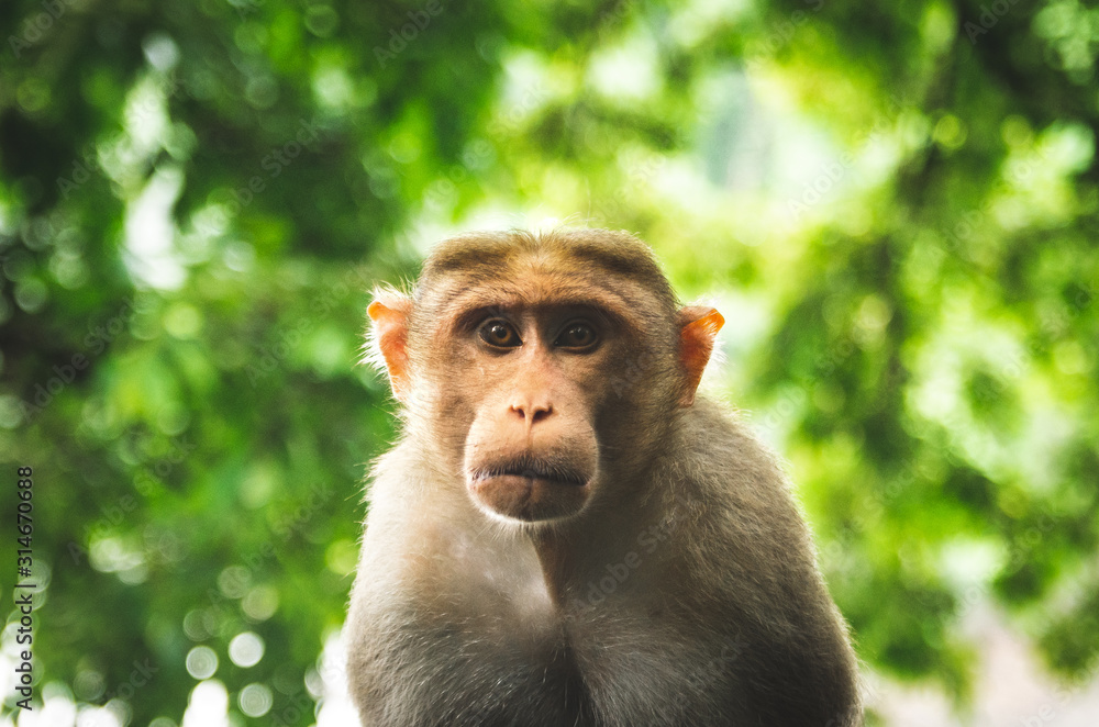 Monkey staring into camera with leaves in background Monkey staring into camera with leaves in background