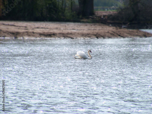 Lone swan on the water